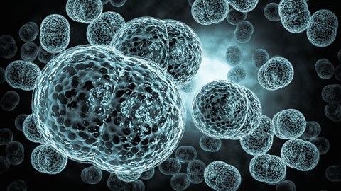 meningite